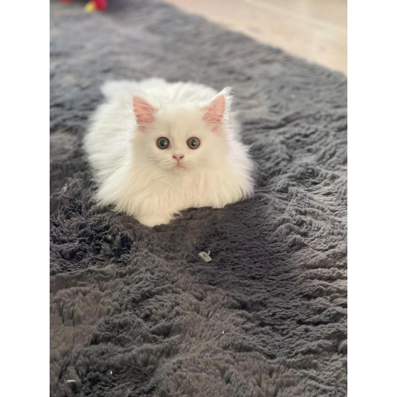 Perzische exotic kittens te koop met stamboom