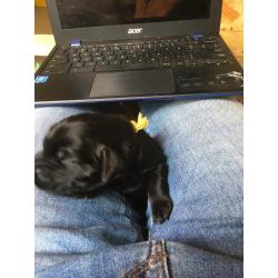 Puppy’s Flatcoated retriever