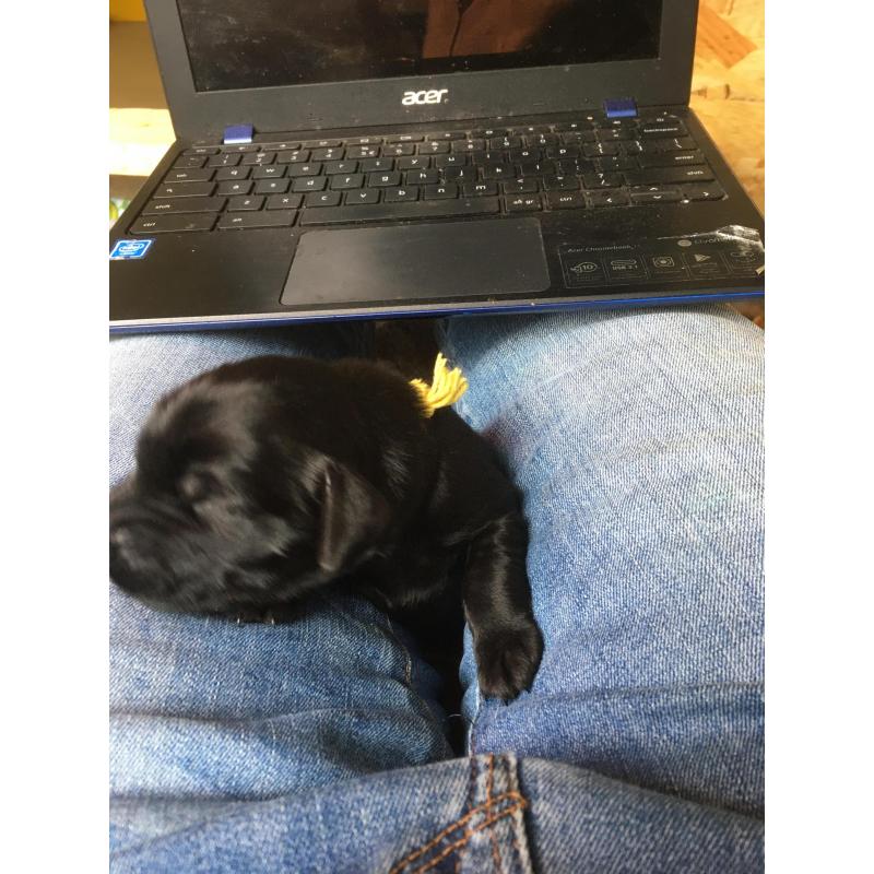Puppy’s Flatcoated retriever