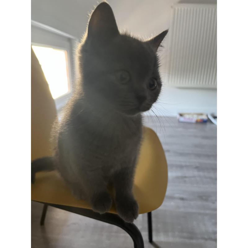 Britse korthaar kitten