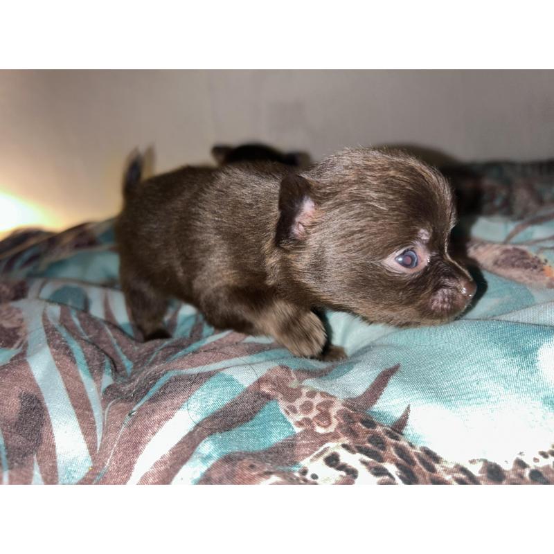 Chihuahua pups