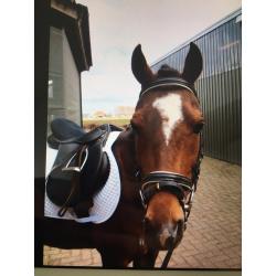 Oude pony gezocht! Wie herkent hem