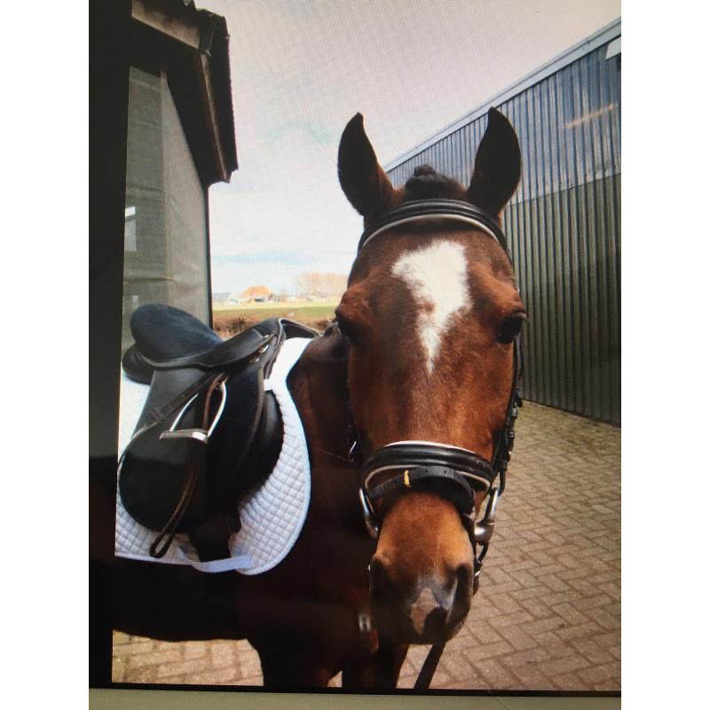 Oude pony gezocht! Wie herkent hem