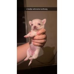 Chihuahua pups