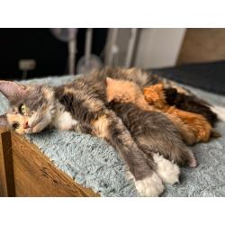 Maine Coon kitten