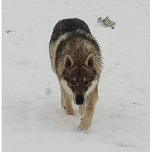 Puppy's tsjecho-slowaakse-wolfhond