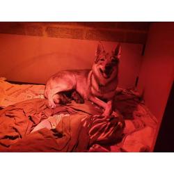 Puppy's tsjecho-slowaakse-wolfhond