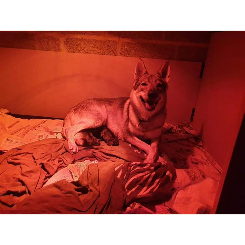 Puppy's tsjecho-slowaakse-wolfhond