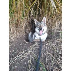 Puppy's tsjecho-slowaakse-wolfhond