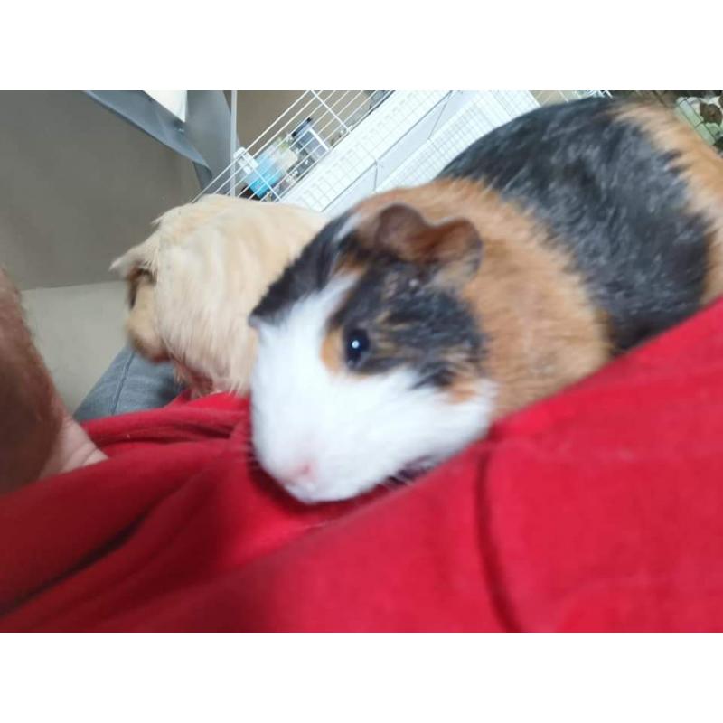 Cavia's zoeken een nieuwe thuis