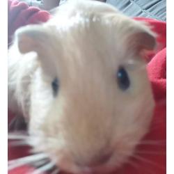 Cavia's zoeken een nieuwe thuis