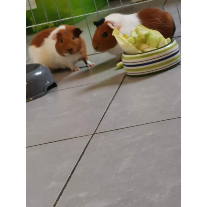 Cavia's zoeken een nieuwe thuis