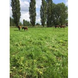 Paardenaccomodatie te koop