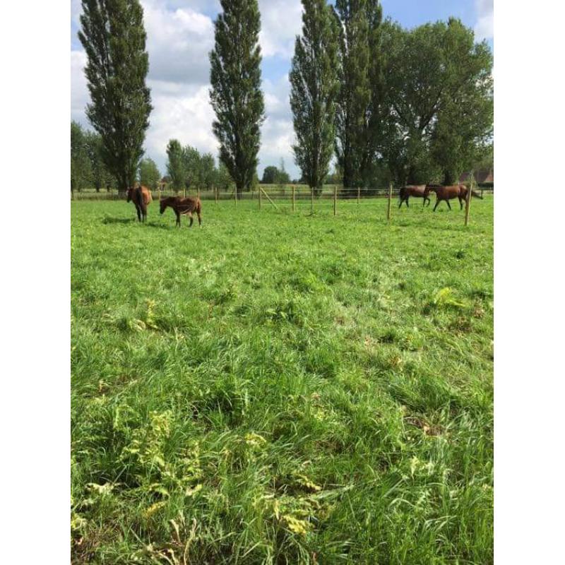Paardenaccomodatie te koop