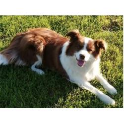 border collie pups