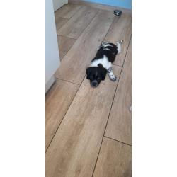 Epagnol Breton pups