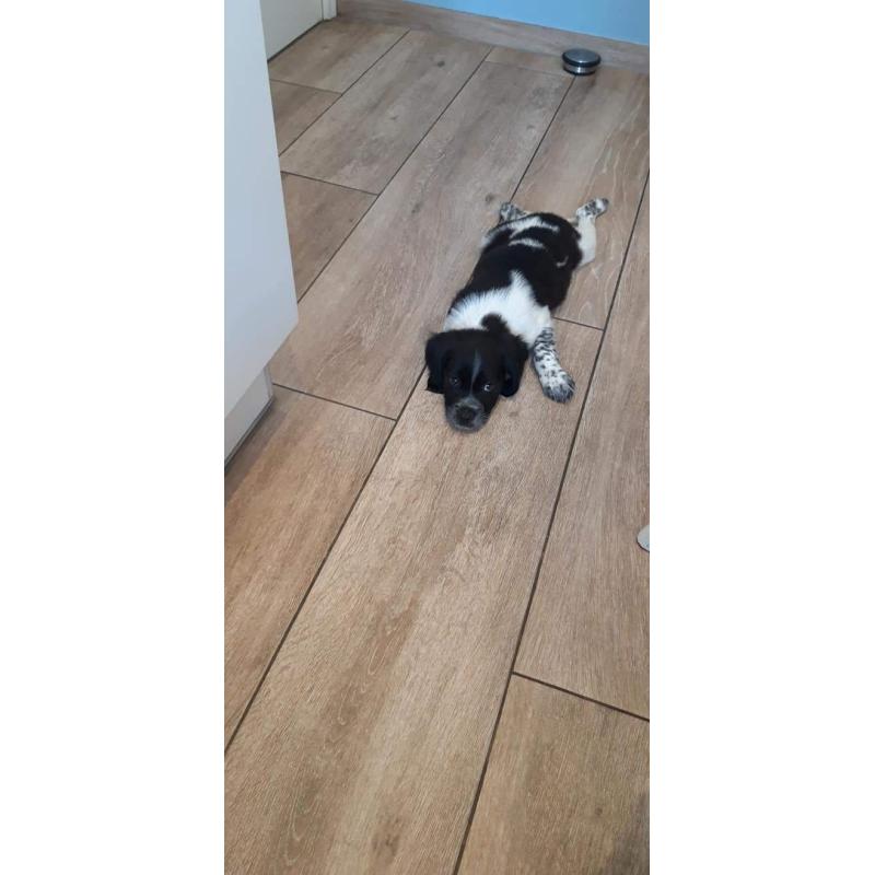 Epagnol Breton pups