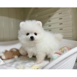 Pomeranian pups