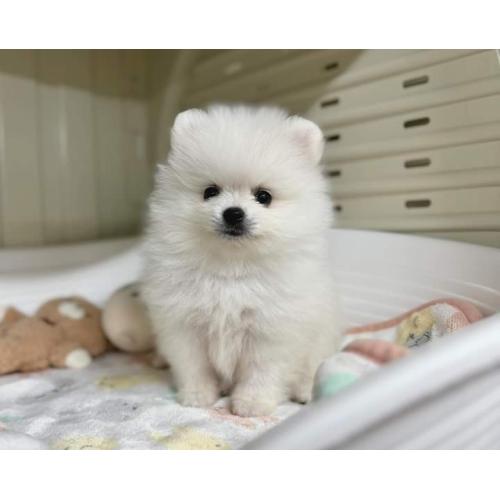 Pomeranian pups