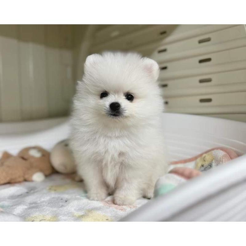 Pomeranian pups