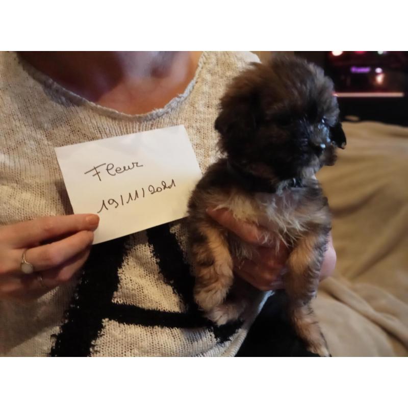 Schattige lieve sociale pups zoeken nieuwe thuis