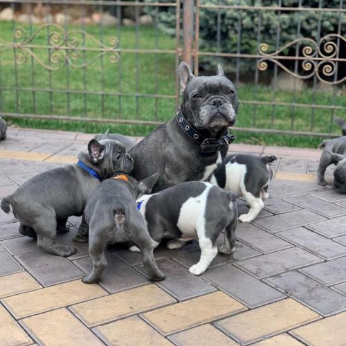 Franse Bulldog-puppy's