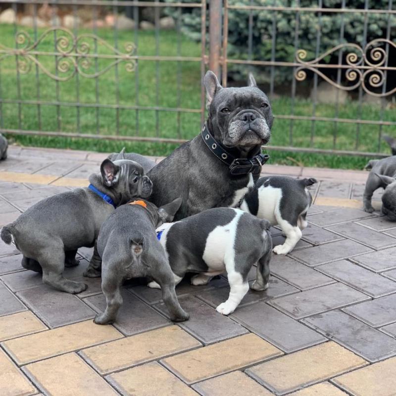 Franse Bulldog-puppy's