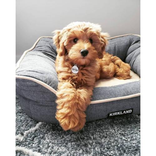 Goldendoodle-puppy's