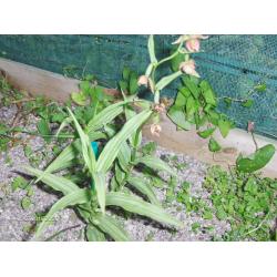 Orchideeen, tuin orchis