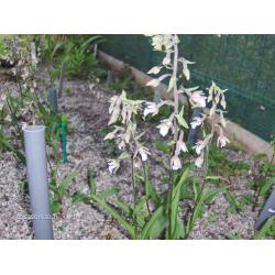 Orchideeen, tuin orchis