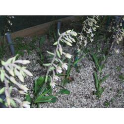 Orchideeen, tuin orchis