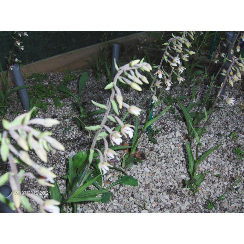 Orchideeen, tuin orchis