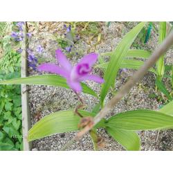 Orchideeen, tuin orchis
