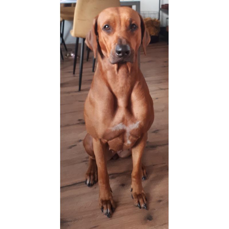 Rhodesian Ridgeback Pups