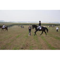 Paard te koop