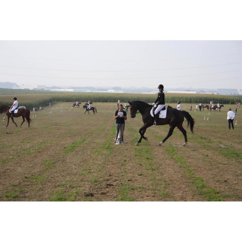 Paard te koop