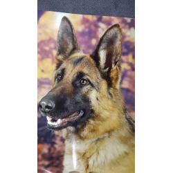 Te koop duitse  herder  Puppy.s  met stamboom
