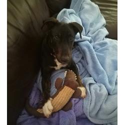 Hond zoekt gouden maandje
