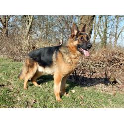 Te koop duitse  herder  Puppy.s  met stamboom