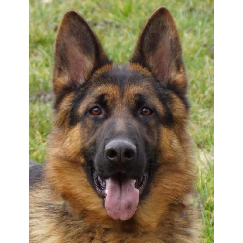 Te koop duitse  herder  Puppy.s  met stamboom