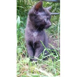 Kittens zoeken plek