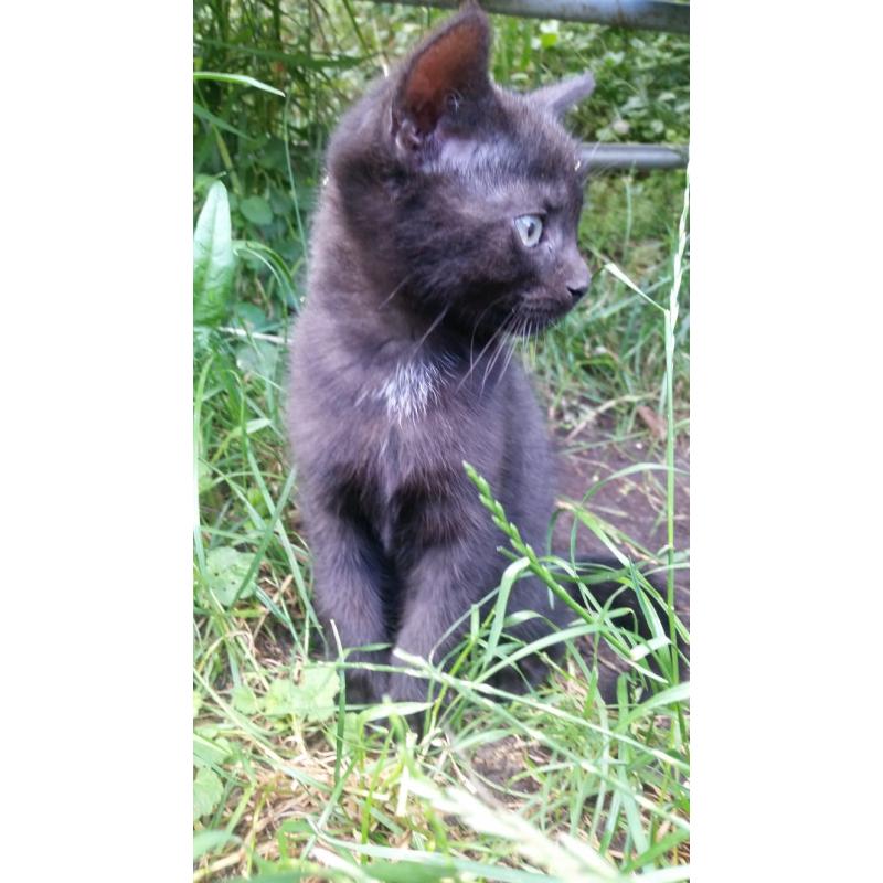 Kittens zoeken plek