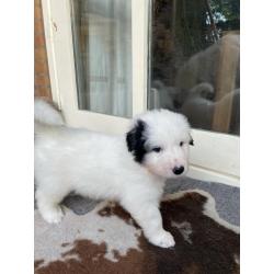 Puppy's Pyreneese  Berghond