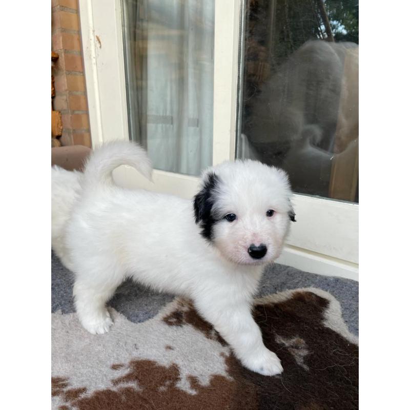 Puppy's Pyreneese  Berghond