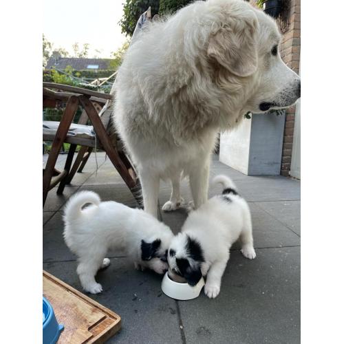 Puppy's Pyreneese  Berghond