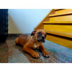 Old english bulldogs
