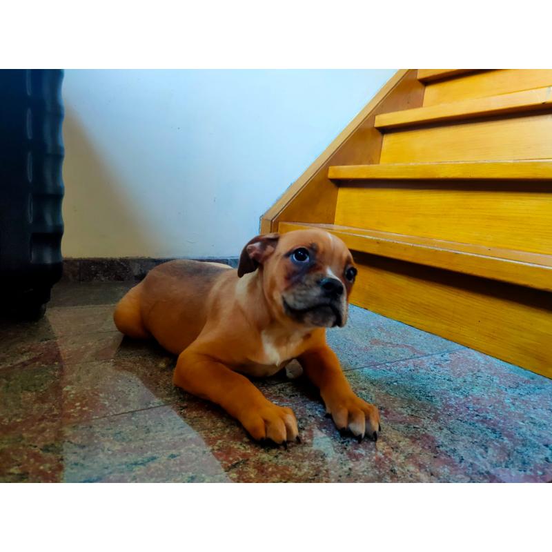 Old english bulldogs