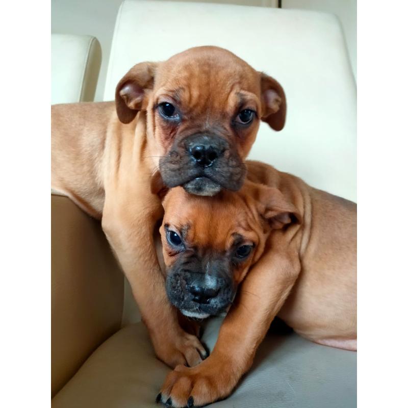 Old English Bulldogs