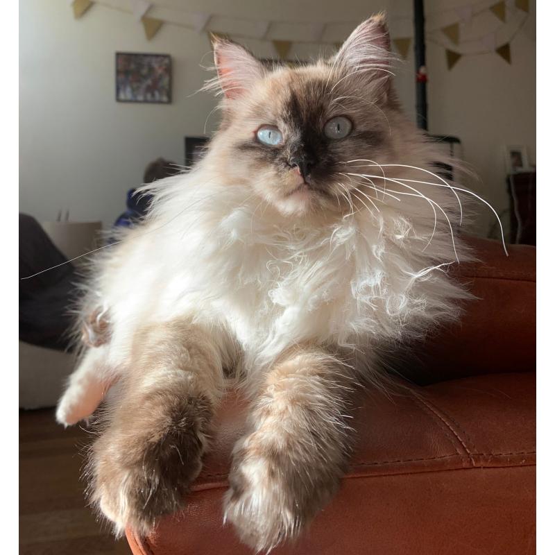Prachtige Siberische poes