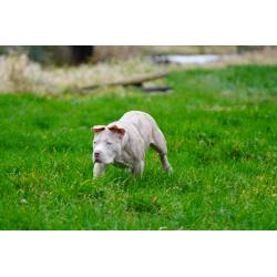 American Bully XL